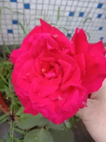 葫学园之诺蓓儿