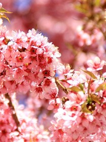 成仙后传