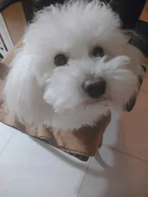 魔法少女与狗狗特工
