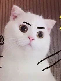 小猫快乐日记与小猫开心日记之悬疑谜案