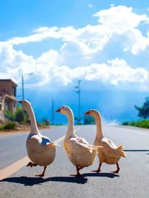 大白鹅家族