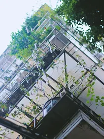 山有木