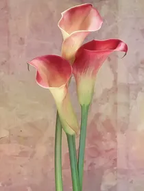 神诡双殊之寻殇