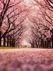 樱花三胞胎