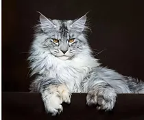 猫咪男友对不起
