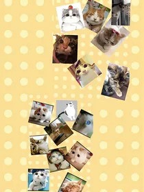 作者是个猫咪控（猫咪聊天群）