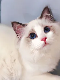 关于我成为了一只猫的日常