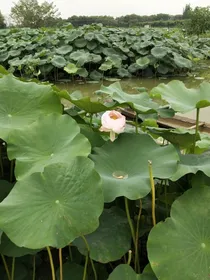 如果你是我，那么