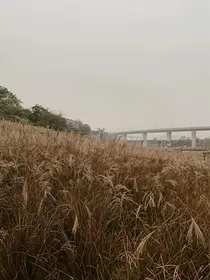 群狼传