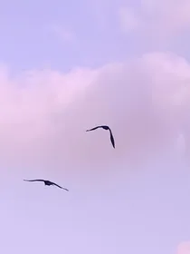 重生之妖后现世