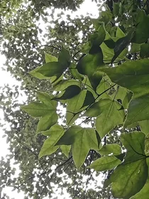 草木村