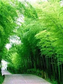 六月的盛夏