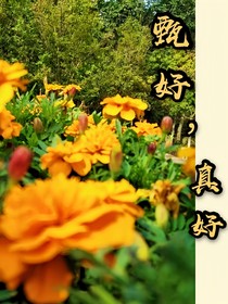 甄好，真好