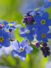 生死狙击黑鹰之失忆症