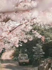 花开半夏，一念花落