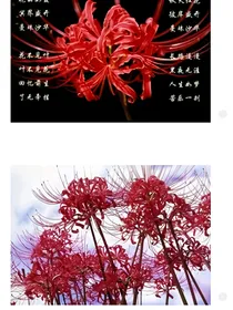 斗龙成士之末熠之恋