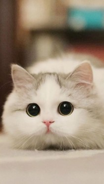 猫有九生