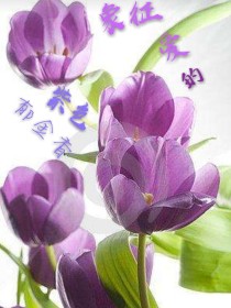 象征爱的紫色郁金香——d632