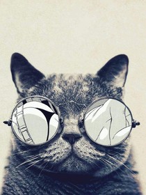 博士猫
