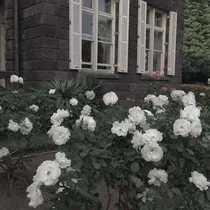 NPC：白莲小姐惹人爱