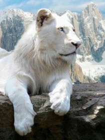 白狮王！