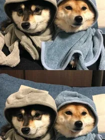高冷总裁与沙雕夫人