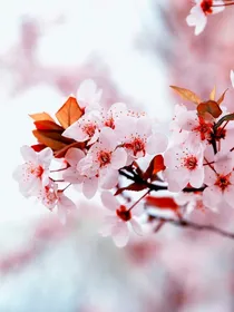 樱花第五故事集