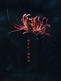 彼岸红，相思泪