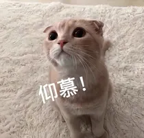 喵喵的小日常