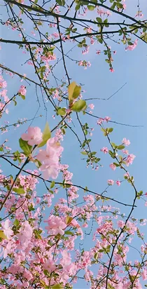 SM家族团宠
