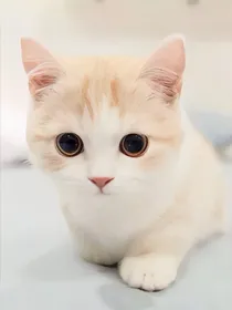 我家的猫叫奶茶