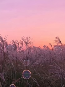 谁的遇见，恰逢花开