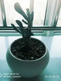 ……爱情语录