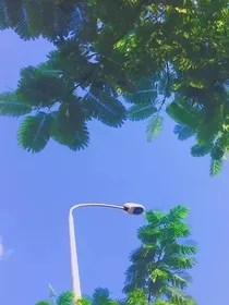 权间囚