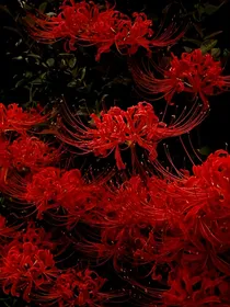 玄灵大陆，彼岸轮回