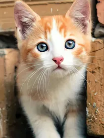 猫武士自编——四大族群与宠物猫族