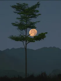 限友人关系
