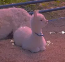 电竞女孩的日常生活