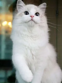 龙王是猫奴