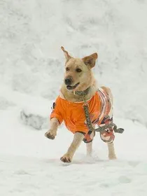 神犬小七之雪宝