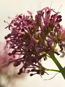 风会记得一朵花的香