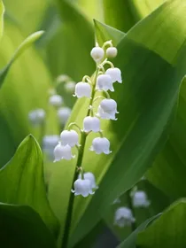小花仙之背叛的爱——库库鲁