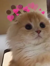 当你社女朋友（要）养猫