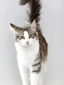 猫武士想象奔驰篇