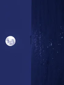 如果你家老板是你曾经养过的狗