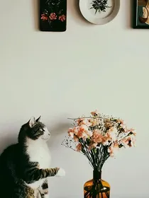 喵主子！求放过