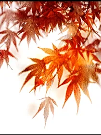 送你一本枫叶笔记