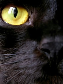 猫师