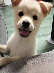 我是一只狗