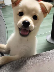 我是一只狗